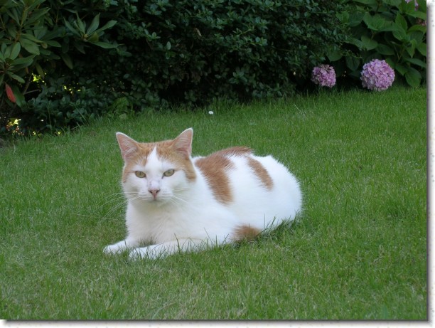 Klik hier voor de originele foto
